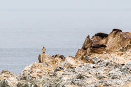 PUNTA DE COLES.    Pingouins de Humboldt
