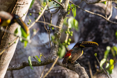   Araçari à oreillons roux - Chestnut-eared Aracari