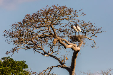   Jabiru (nid)