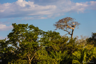   Jabiru (nid)