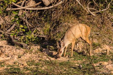   Cerf des marais (femelle)