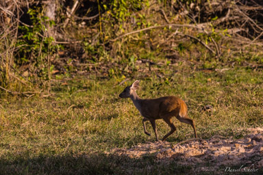   Cerf des marais (femelle)