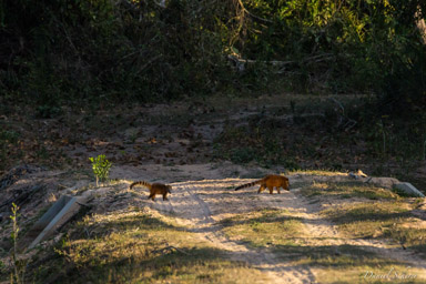   Coatis