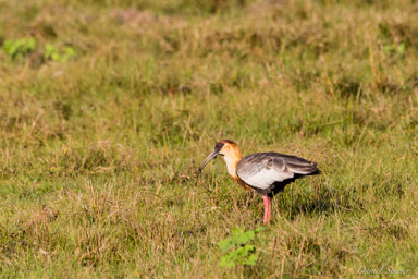   ibis mandore - buff-necked ibis
