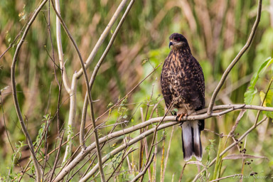   milan des marais - snail kite