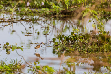   Jacana noir (juvénil)