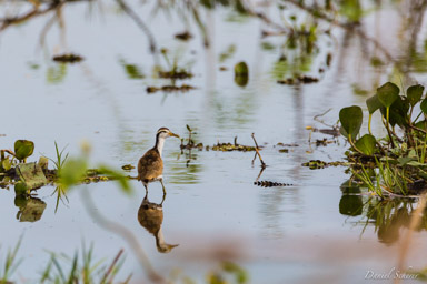   Jacana noir (juvénil)