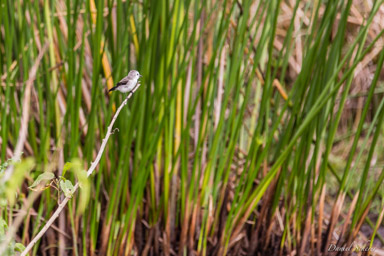   moucherolle à tête blanche - white-headed marsh tyrant