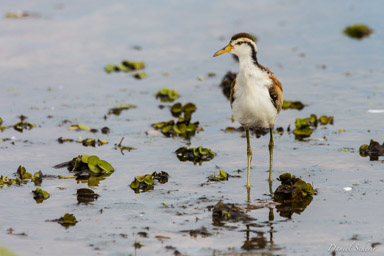   Jacana noir (juvénil)