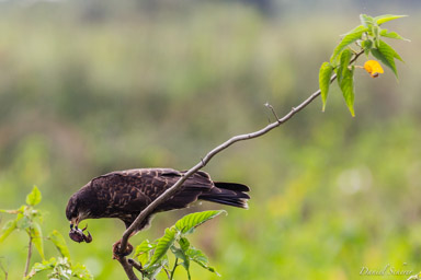   milan des marais - snail kite