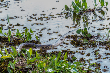   Anaconda