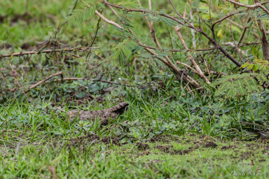   Engoulevent - Common Nighthawk