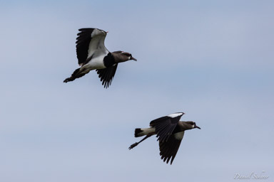   Vanneau téro - Southern Lapwing