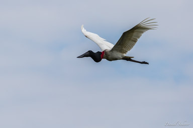   Jabiru