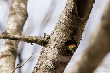   Pic vert et noir - Green-barred Woodpecker