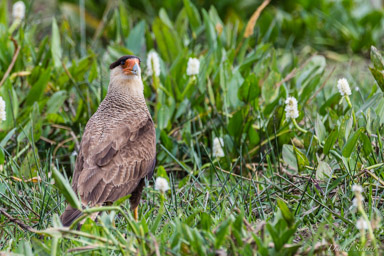   Caracara