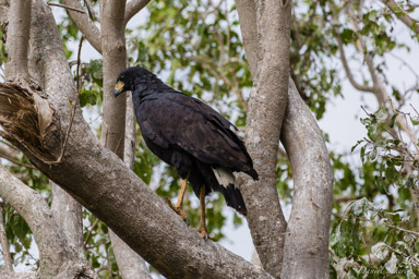   buse urubu - great black hawk
