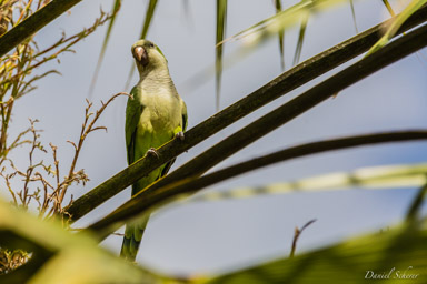   Conure veuve - Monk parakeet