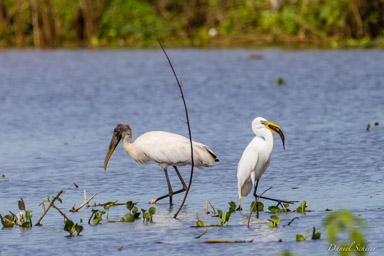   Tantale et grande aigrette