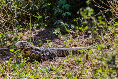   Tegu