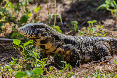   Tegu