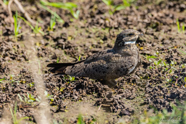   Engoulevent - Common Nighthawk