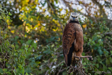   buse à tête blanche - black-collared hawk