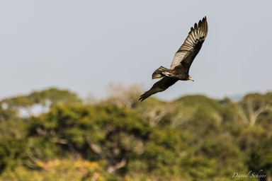   urubu à tête jaune - Lesser yellow-headed vulture