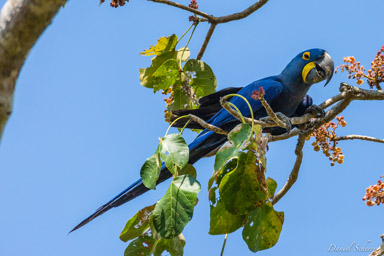 Ara hyacinthe  Ara hyacinthe - Hyacinth Macaw