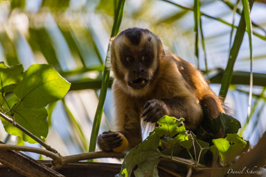   singe capucin