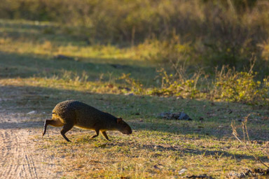   Agouti