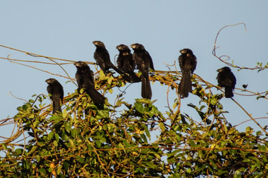   Ani à bec lisse - Smooth-billed Ani