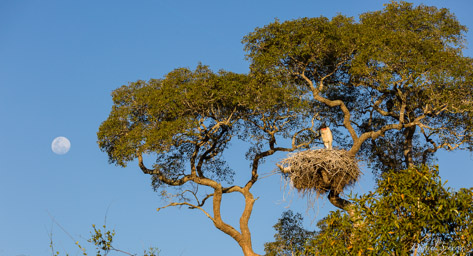   Jabiru