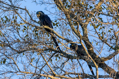   Ara hyacinthe - Hyacinth Macaw