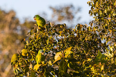   Conure à tête bleue - Blue-crowned Parakeet