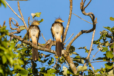   Guira cantara - Guira Cuckoo
