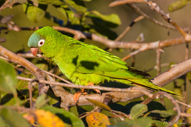   Conure à tête bleue - Blue-crowned Parakeet