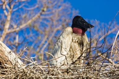   Jabiru