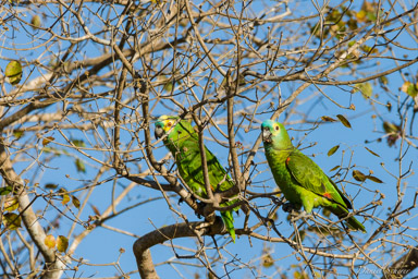Amazone à front bleu  Amazone à front bleu - urquoise-fronted Amazon