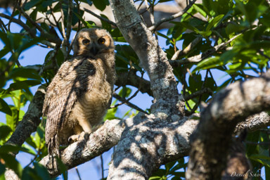   Grand-duc d'Amérique - Great Horned Owl