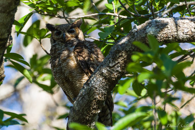   Grand-duc d'Amérique - Great Horned Owl