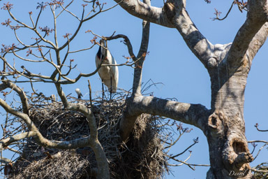   Jabiru