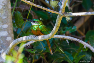   Jacamar à queue rousse - Rufous-tailed Jacamar