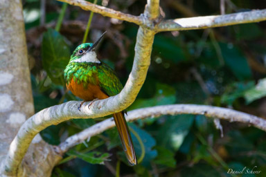 Jacamar à queue rousse  