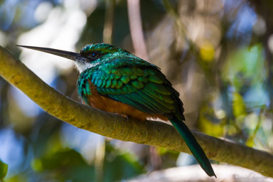 Jacamar à queue rousse  