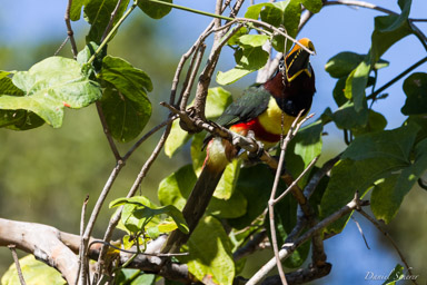   Araçari à oreillons roux - Chestnut-eared Aracari