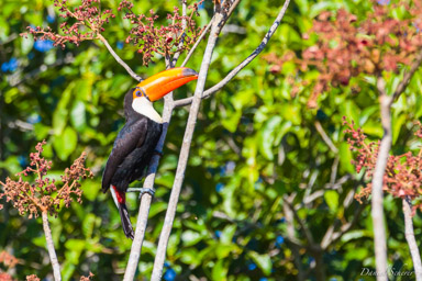   Toucan toco