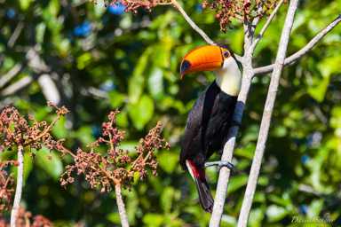Toucan toco  