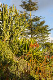 Conservatoire Botanique de Mascarin   