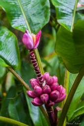 Le Jardin des senteurs   banane rose